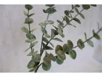 Eukalyptus gr&uuml;n-grau