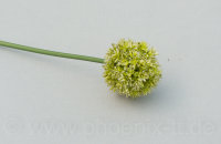 Allium, gr&uuml;n-creme