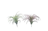 Tillandsia Pick &quot;Mali&quot; in versch. Farben